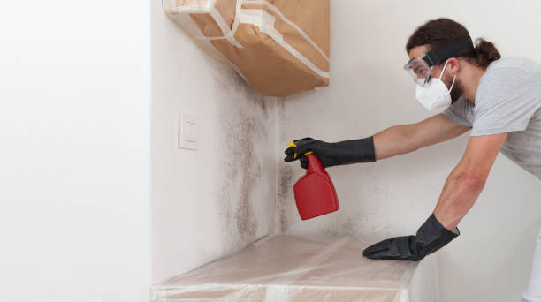 Professional Basement Mold Removal technician working in Burkittsville, MD