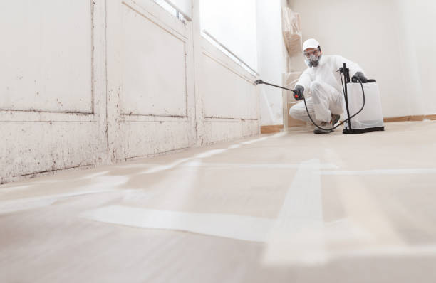 24/7 Emergency Basement Mold Removal experts in Burkittsville, MD