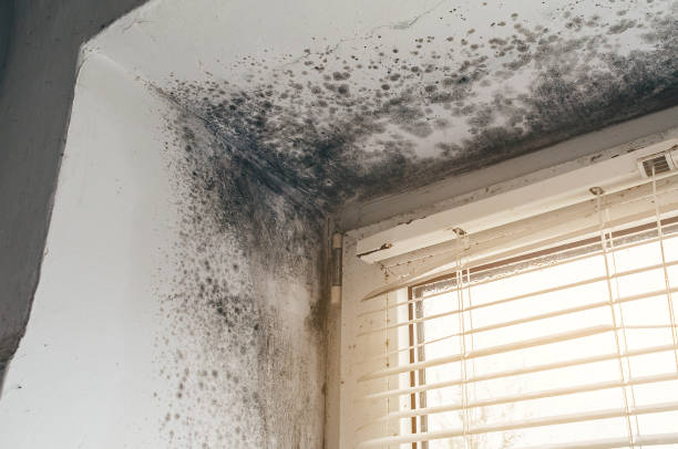 Affordable Basement Mold Removal solutions in Burkittsville, MD